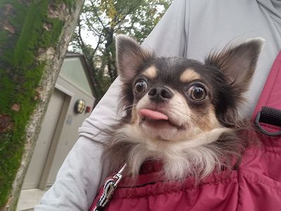 Dog Shelter | 〔2409P01〕チワワ オス 推定3歳 体重3.4kg スクラブ